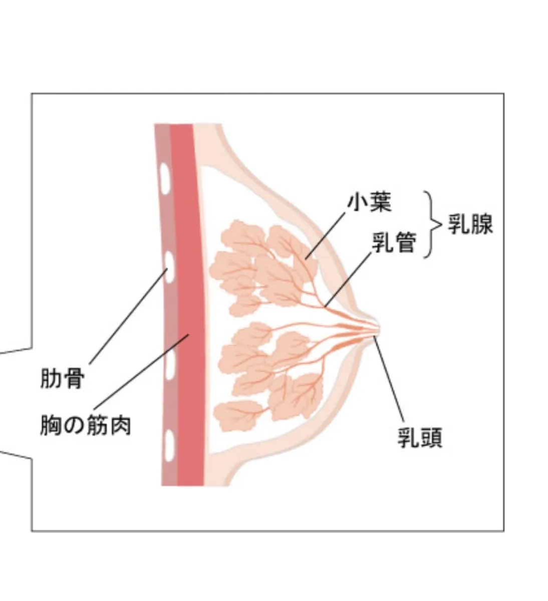 ケンコバ＆宮川大輔が巨乳4人と練り歩き「笑神様」深夜版 - お笑いナタリー