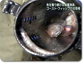 毎日新聞連載 －美食地質学入門－ 第32講「アナゴ」新聞最新メディア情報辻調グループ 総合情報サイト