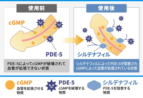 バイアグラの副作用について【浜松町第一クリニック】