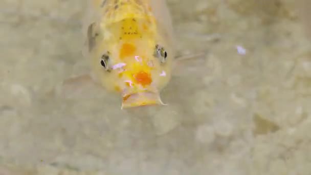 魚, 鯉, 日本, 水, アジア人, 泳ぐ, 金魚, 白い