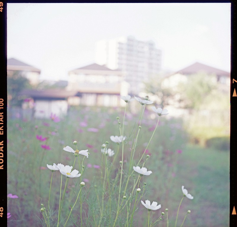 ハイキーとローキーフォトグラフィーをマスターする：比較ガイド