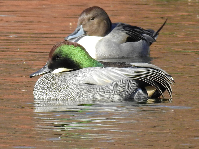 ナポレオン時代のイギリスのシャコー帽 - Etsy 日本