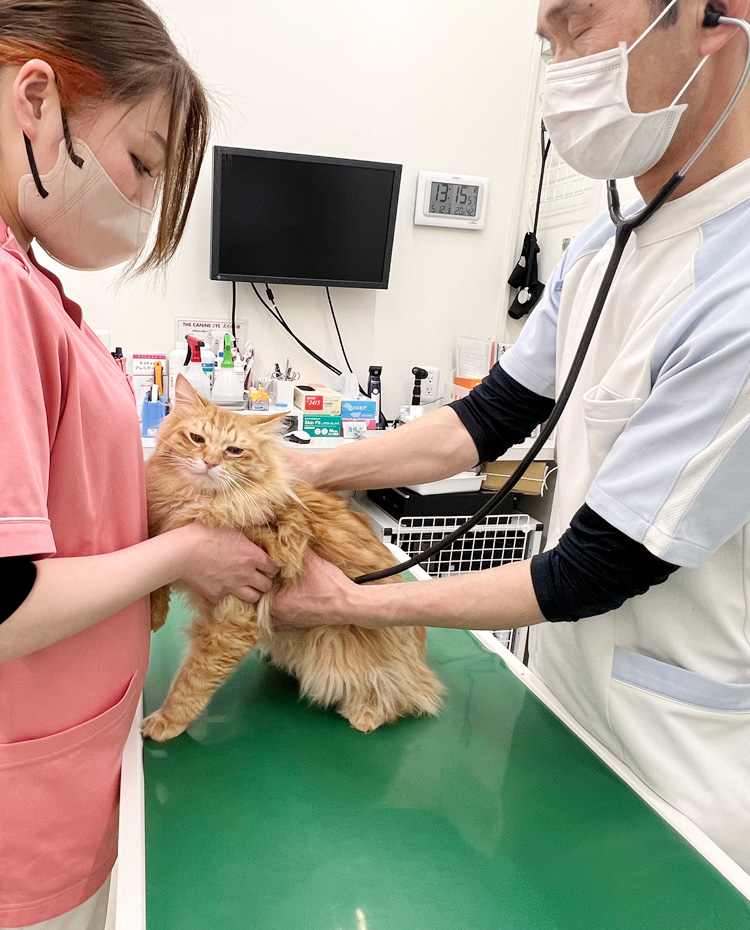 Pecoグループ】東新宿どうぶつクリニック｜犬・猫動物病院｜土日祝