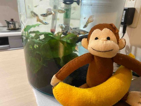 PA-713 幸福の白さる ぬいぐるみ