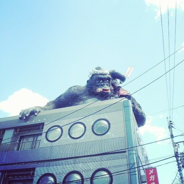 ゴリラが廃ホテルを登る！探訪ツアー | TikTok