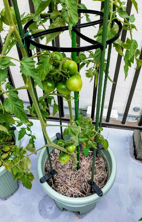 支柱の種類・選び方菜園ラボ