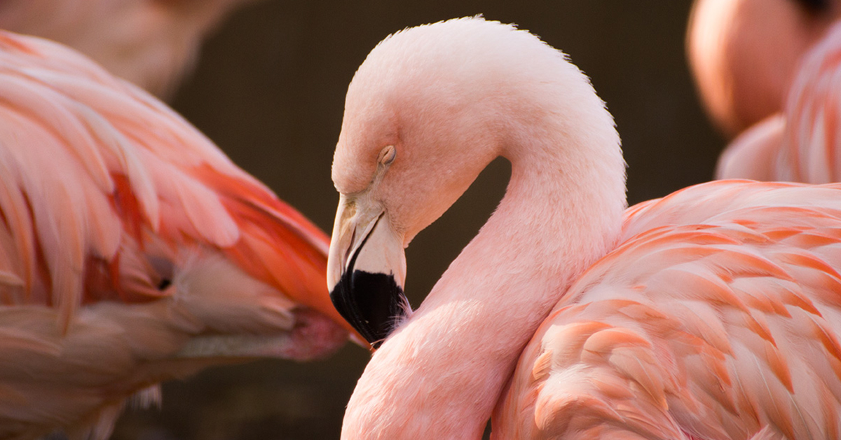 チリーフラミンゴ 夢見ヶ崎動物公園 フラミンゴ 川崎の写真素材