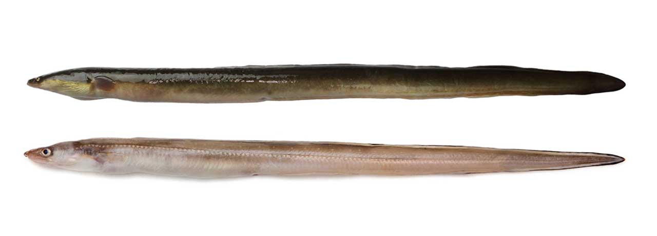 漁法情報筒じざかなび福岡公式サイト