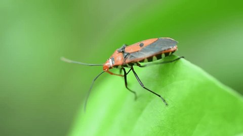 CUPCHU かっぷちゅ