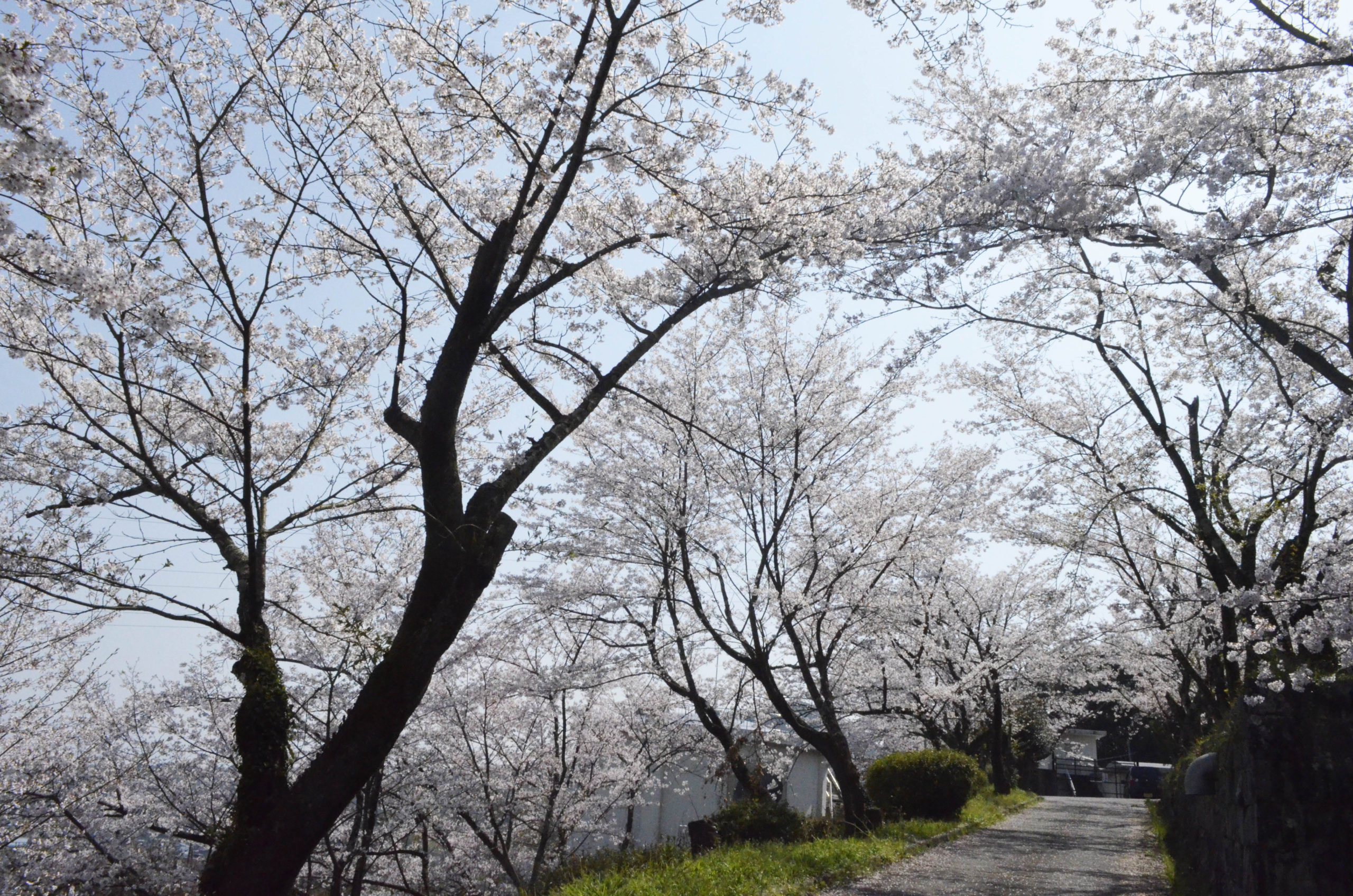 仙川・つつじヶ丘さんぽ～真の「住んで楽しい街」へと変革中～｜さんたつ by 散歩の達人