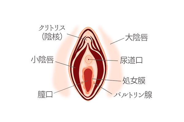 クリトリス（陰核）包茎手術 | 婦人科形成