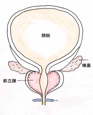 前立腺責めとは？ちょっぴりS女さん必見！マッサージのやり方とポイントを解説 | はじ風ブログ