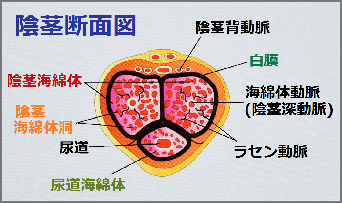 女の素晴らしいツイート図鑑 on X: