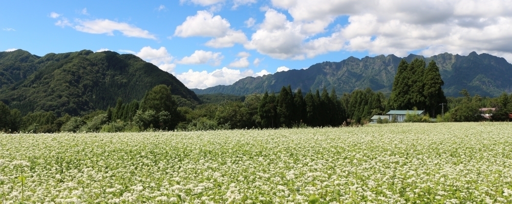 長野県 鮮やかな深紅に包まれる参道 長野市若穂の清水寺 色づく300本｜北陸新幹線で行こう！北陸・信越観光ナビ