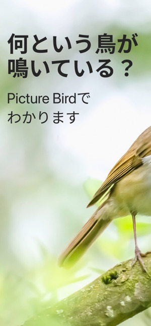 鳳凰の鳥のアイコン 火のワシ 飛ぶ隼の紋章Premiumベクトル素材