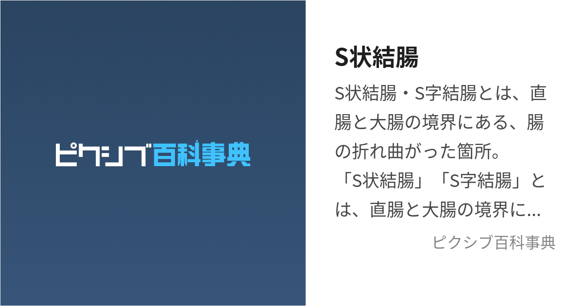 結腸(ケッチョウ)とは？ 意味や使い方 -