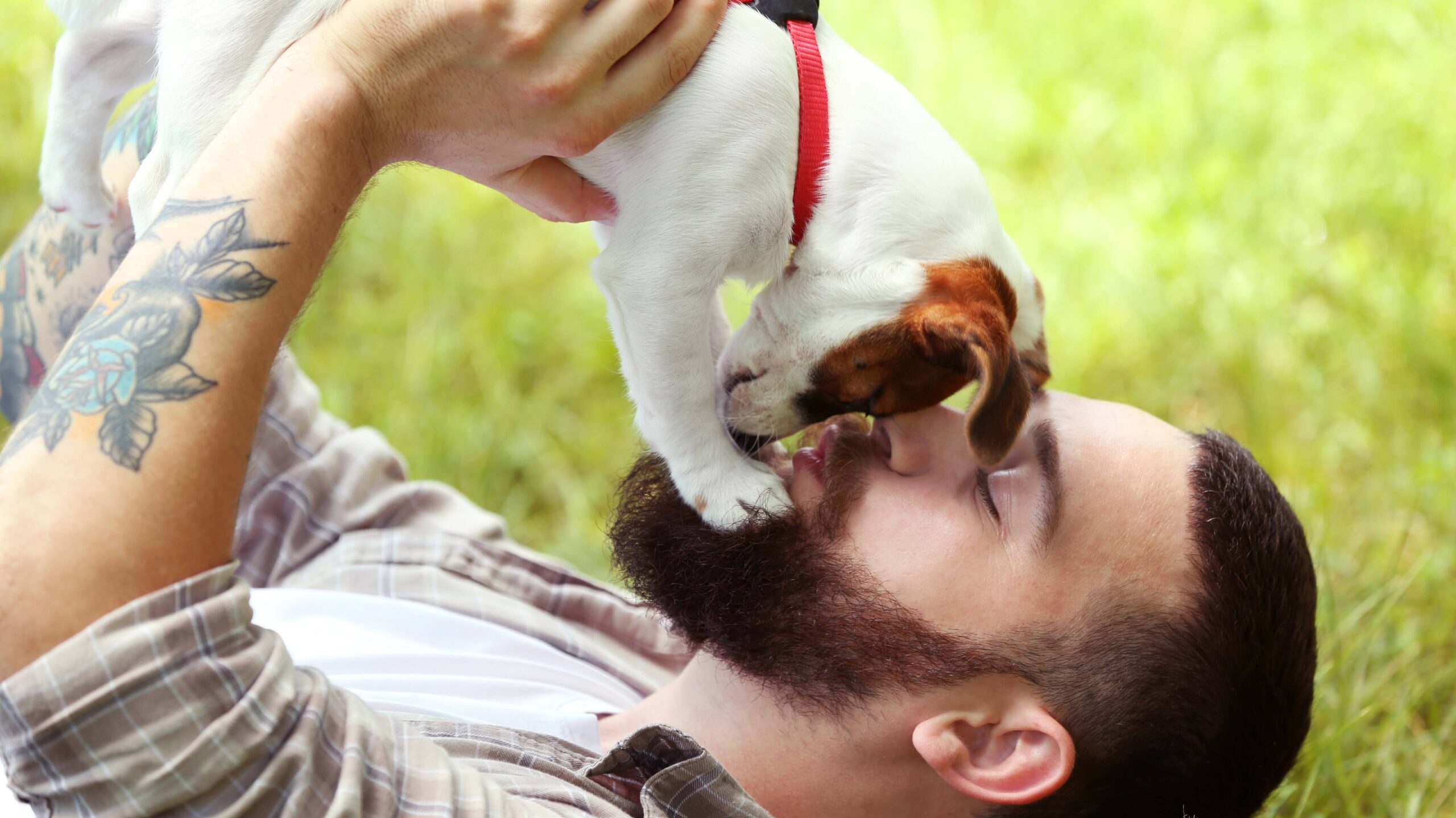 犬が飼い主の手や顔を舐める理由は？やめさせた方が良い？【獣医師監修】 - 犬との暮らし大百科