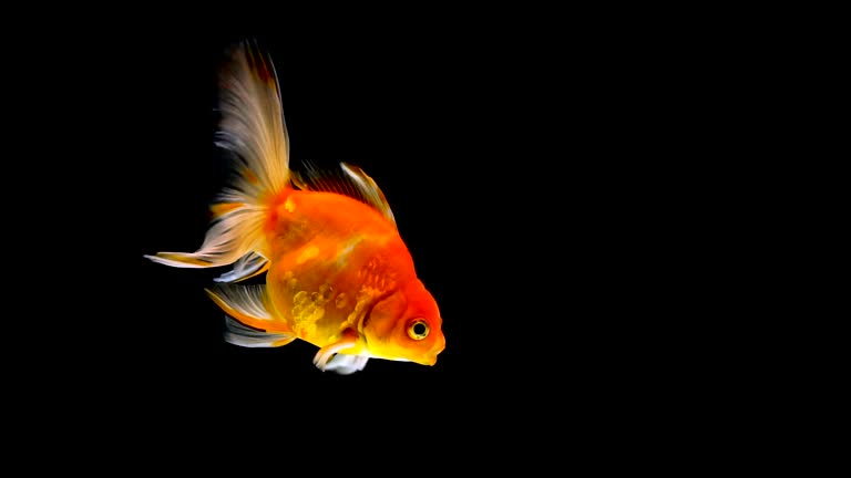 12,900点を超える金魚の映像素材とロイヤリティフリー映像 - iStock風鈴, 夏, 花火