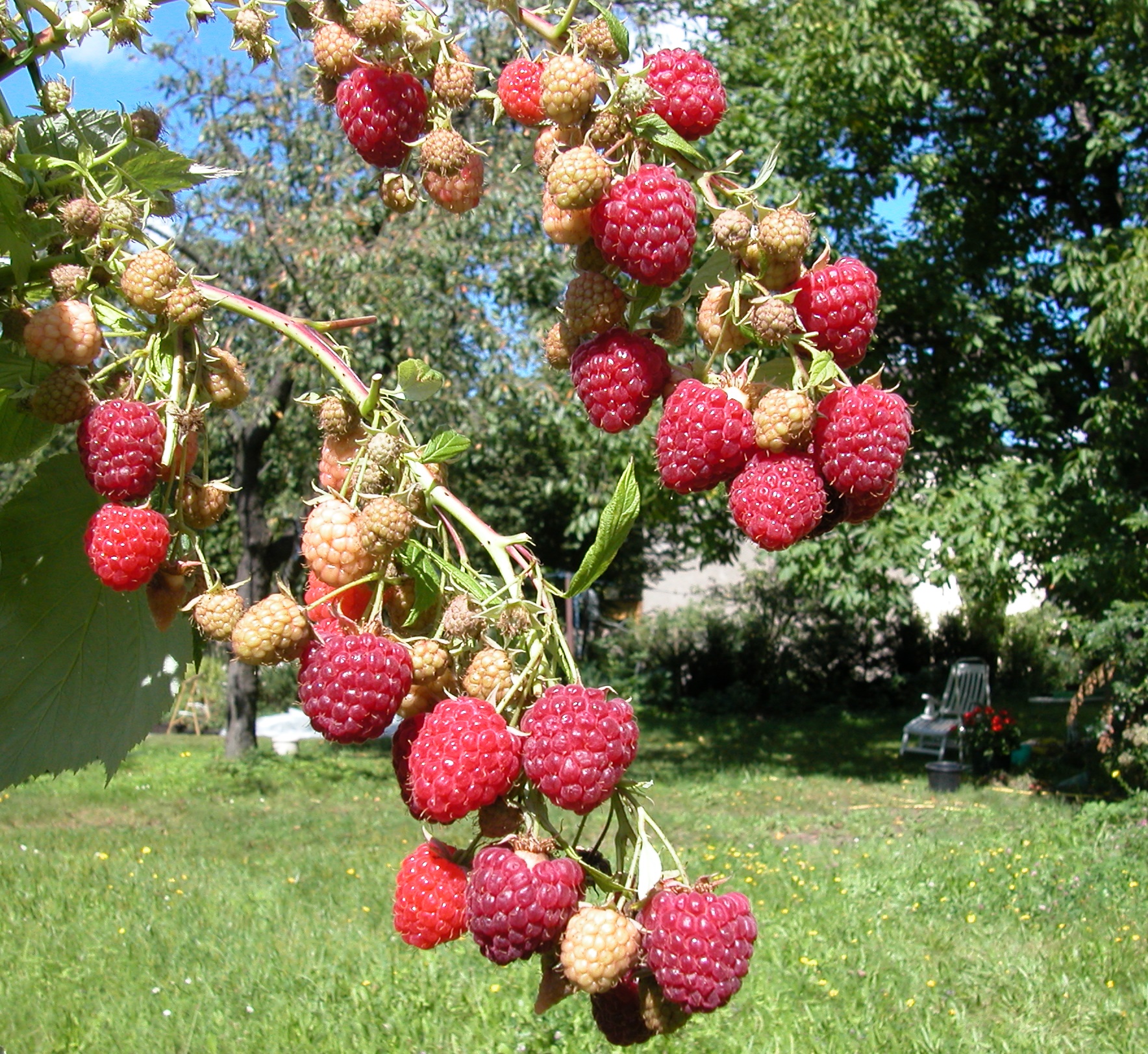 Rubus idaeus 'Aroma Queen' —