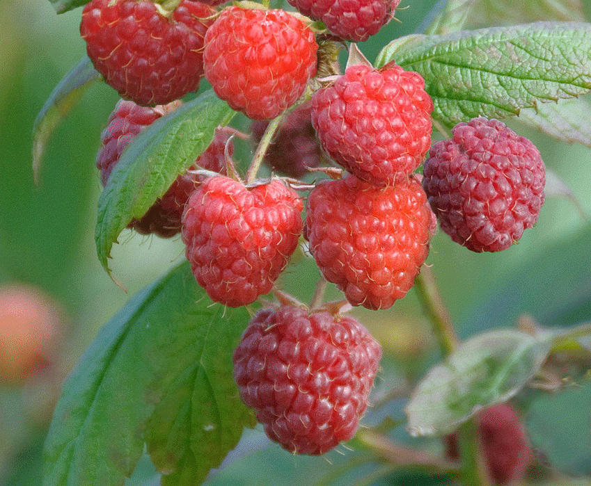 Hindbærbusk Aroma Queen