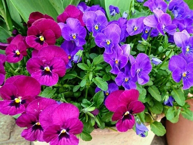 花壇 パンジーとビオラのおしゃれなインテリアコーディネート・レイアウトの実例RoomClip ルームクリップ