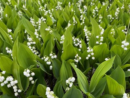 スズランの花～かわいい無料のフリーイラスト素材集