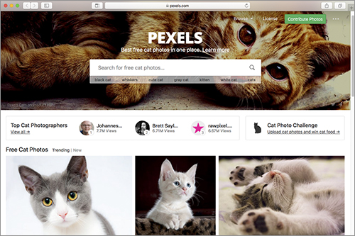 商用利用無料のネコの写真素材がいっぱいある！ -Pexels Catsコリス