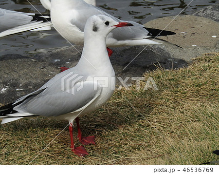 ゆりかもめ開業30周年特設ページ株式会社ゆりかもめ