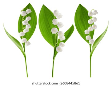 洋書とすずらん – フリー 無料 写真素材 ダウンロード blue-green