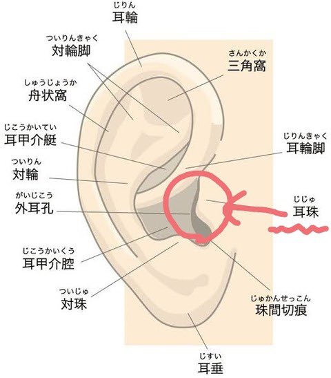 ドフ鰐 #ワンピース小説300users入り 敏感型兎系耳中性感帯症候群 - ゆうくんの小説