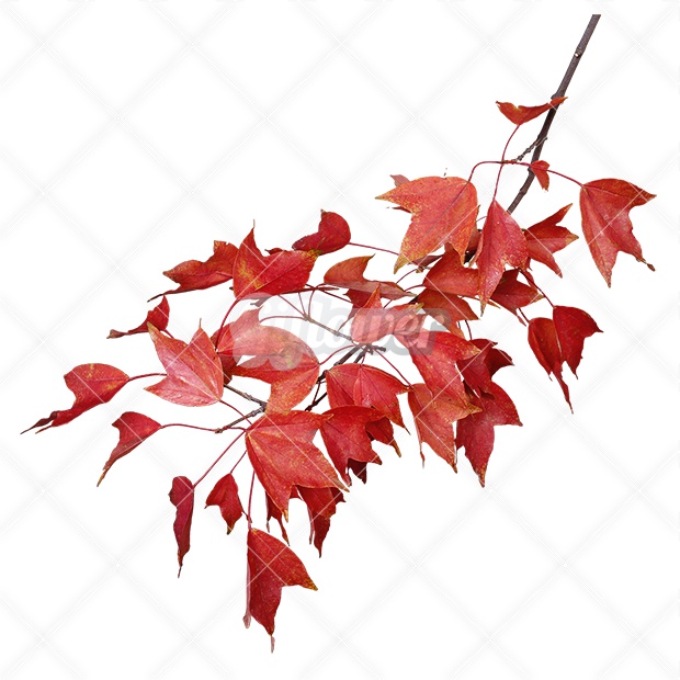 2ページ目葉っぱの写真素材写真素材なら「写真AC」無料 フリー ダウンロードOK