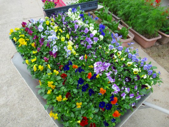 配色とレイアウト 半日かけて大量の花を花壇に植えた 種まき苗 寄せ植え 球根