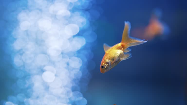 金魚の動画素材 15,901点以上の高品質な動画素材- PIXTA ピクスタ