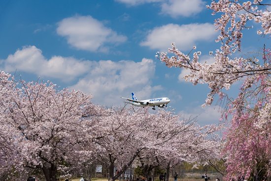 成田市さくらの山 |FEEL成田 成田市観光協会公式サイト