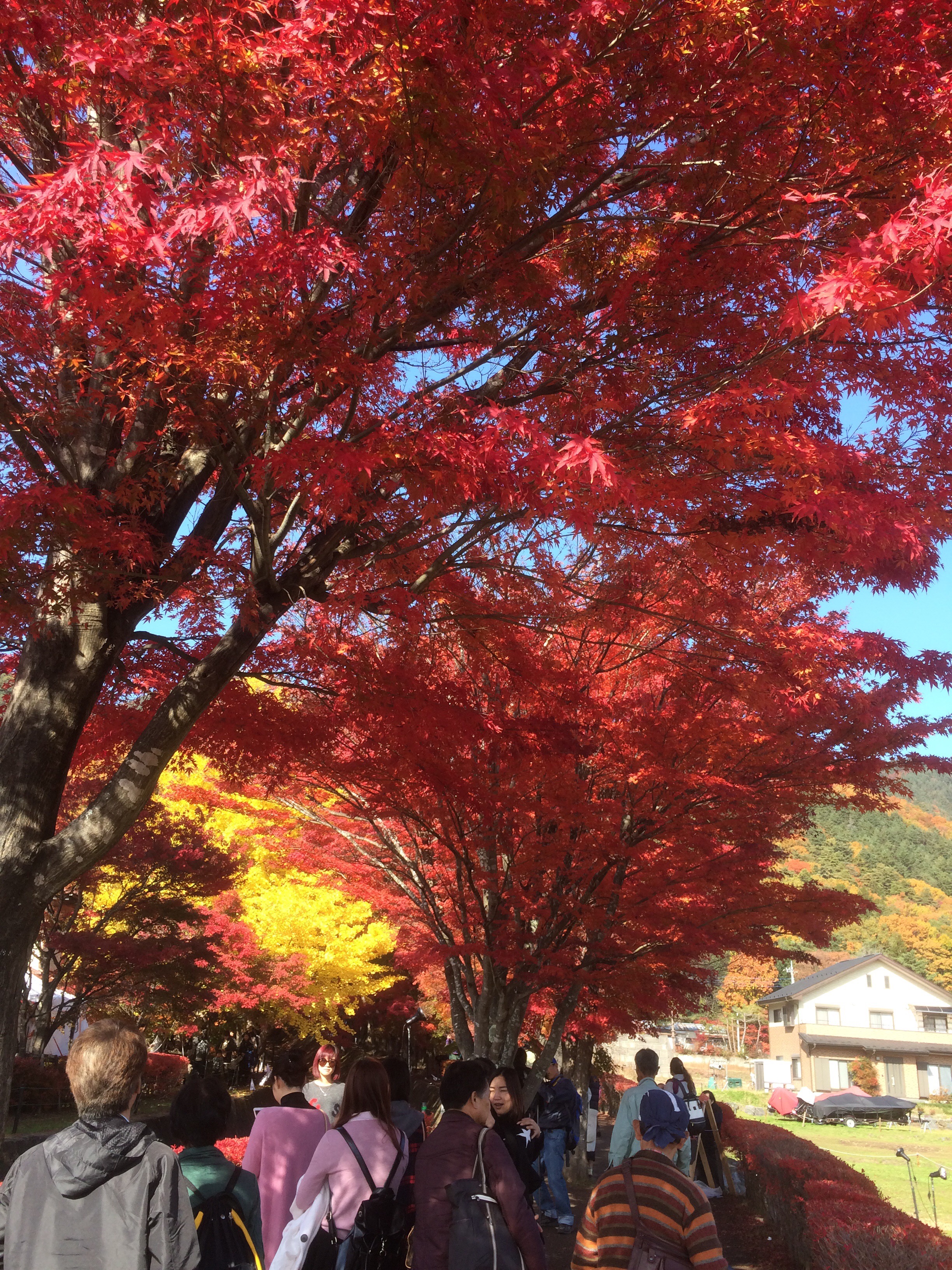 那須紅葉時期2024年 おすすめスポットや見頃を紹介 |