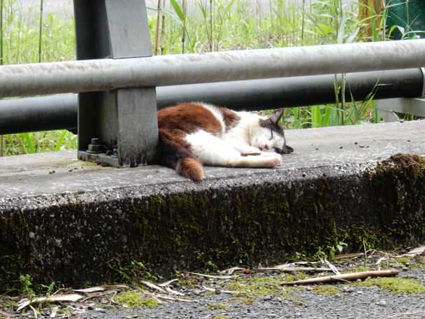 鹿児島県｜はじめての風俗なら[未経験バニラ]で高収入バイト・求人