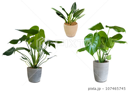 観葉植物の切抜き psd背景透過可- No: 24667057写真素材なら「写真AC」無料 フリー ダウンロードOK