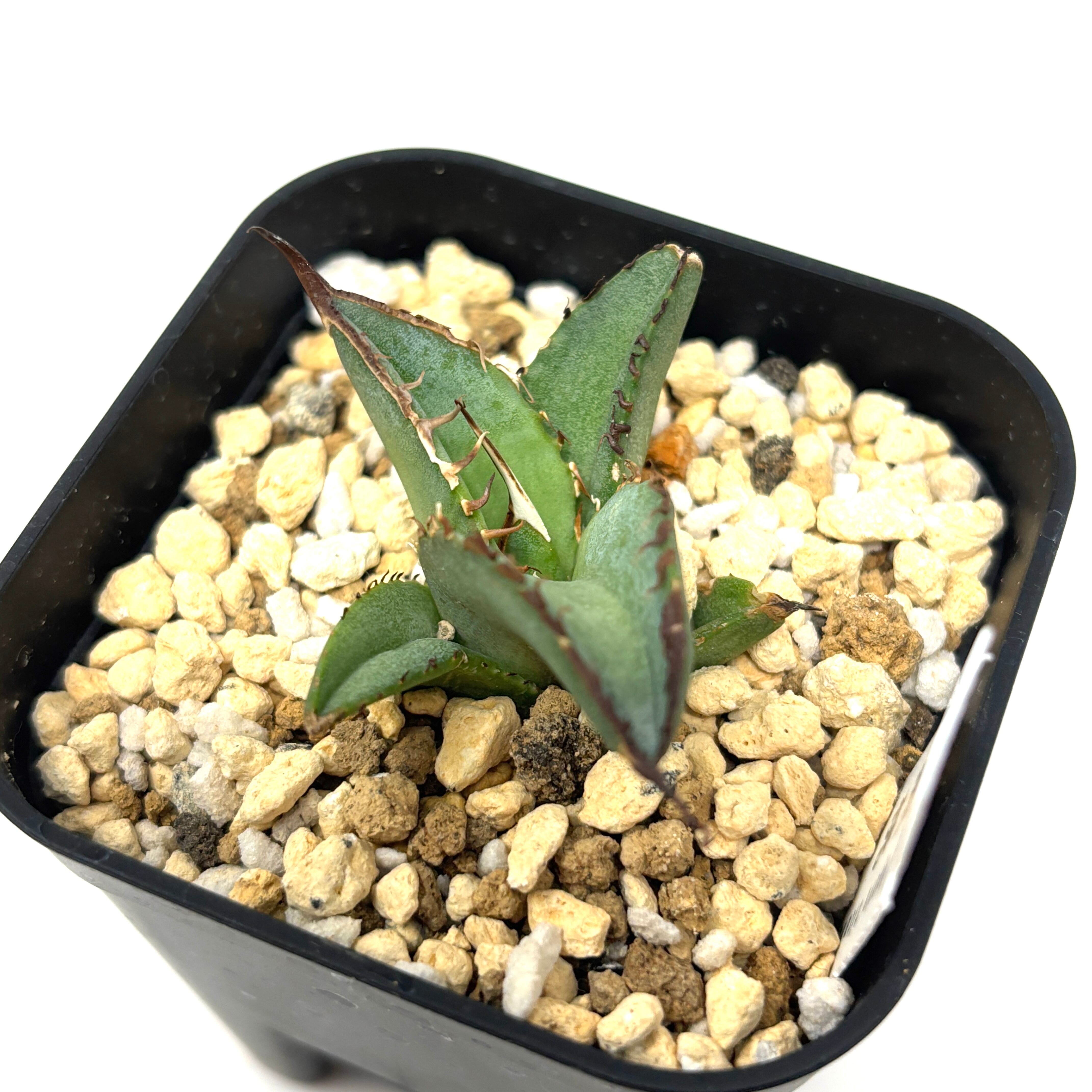 アガベ チタノタ 黒桃アガベ チタノタ スペード 黒桃 目立った傷や汚れなし アガベ チタノタ スペード 黒桃 カトーエンゲー 9の落札情報詳細- Yahoo!オークション落札価格検索 オークフリー