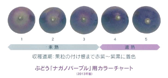 紫系のカラーサンプル マグネットシートのオリジナル印刷専門店