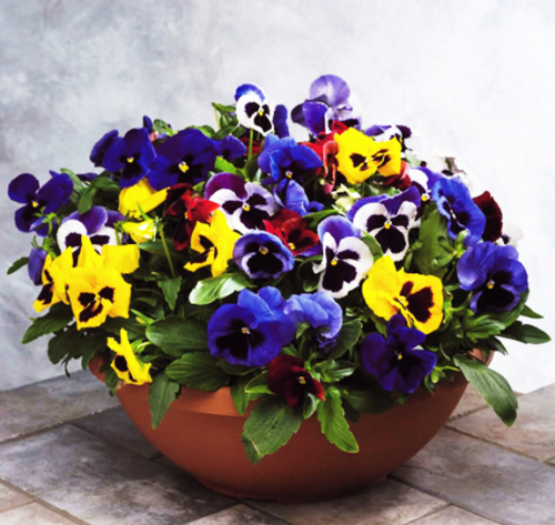 ビオラ 花壇のおしゃれなインテリアコーディネート・レイアウトの実例RoomClip ルームクリップ