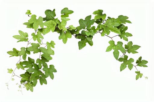 葉っぱ・もみじのイラスト PNGえんぴつ素材