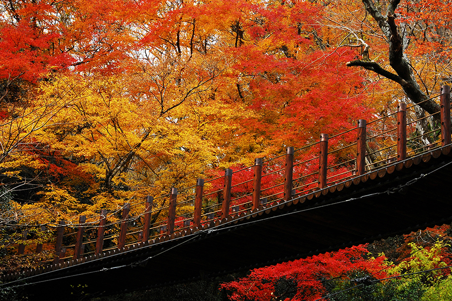 公園内「紅葉」情報（今年の紅葉） | 土浦市ネイチャーセンター