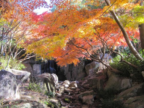 茨城の紅葉 つくば新聞