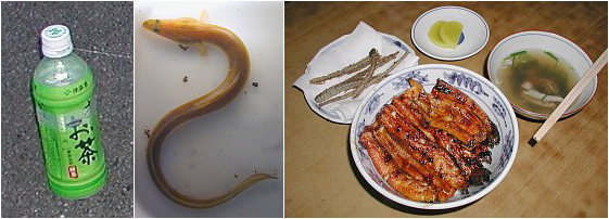 土用の丑」にアナゴの資源も考える 伝統漁法に両立する仕組み毎日新聞