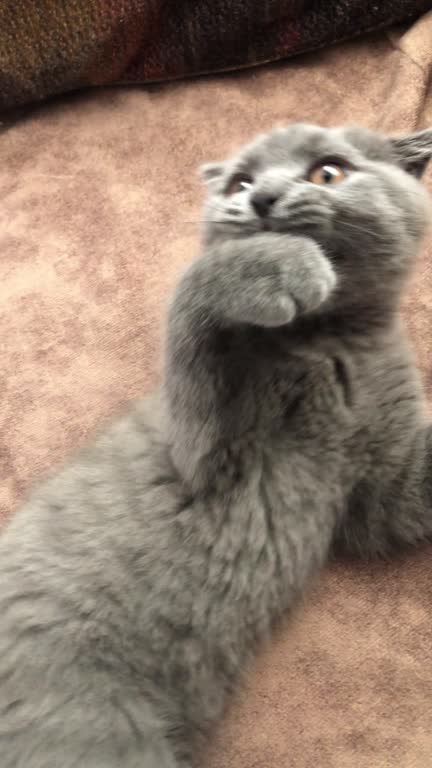 シンプルめな縦型配信テンプレート 8種OKUMONO