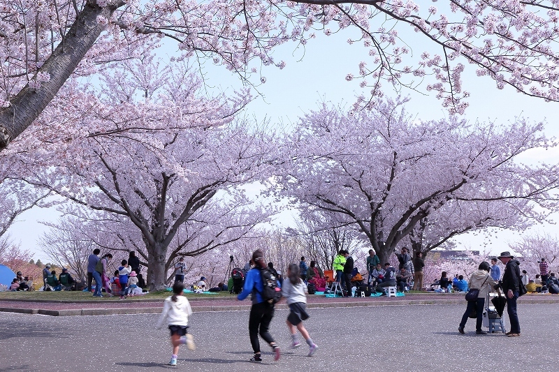 成田空港 さくらの山公園 さくらの丘公園 飛行機写真