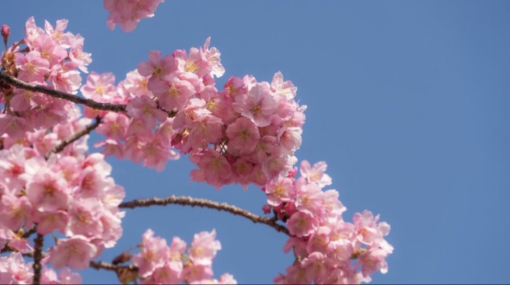 2024年版】名古屋でお花見するなら＜名古屋城・東別院・桜通＞がおすすめ！ | 名古屋市中区季節のお出かけ特集| まいぷれ[名古屋市中区]