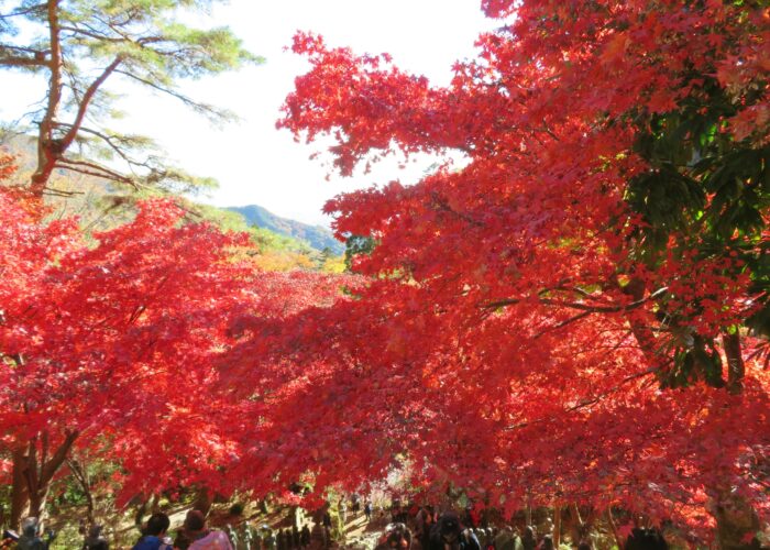 有馬人のみぞ知る紅葉名所 ｜ 有馬温泉