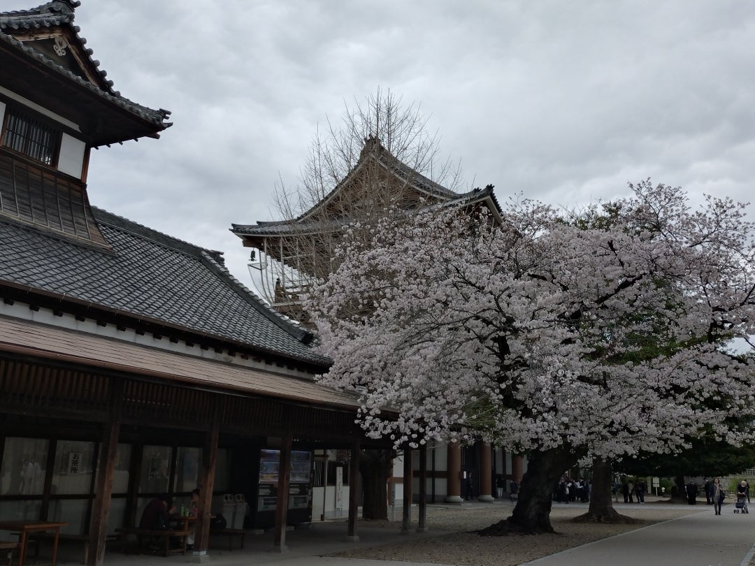 名古屋の桜の名所「東別院」の桜が満開（桜写真 50mm単焦点） | オニマガ -