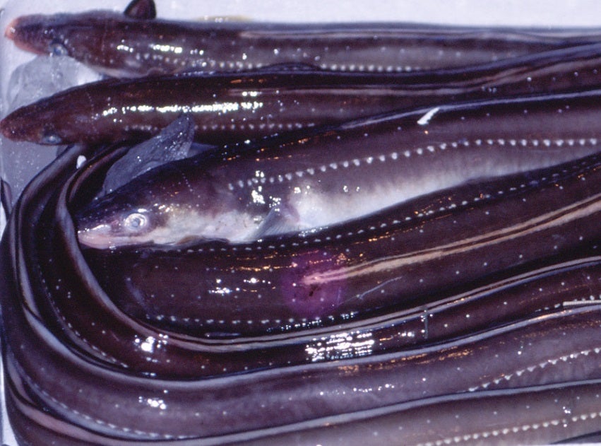 土用の丑」にアナゴの資源も考える 伝統漁法に両立する仕組み毎日新聞